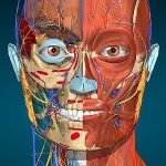 Anatomy Learning - 3D Anatomy Atlas (Full version Unlocked) MOD APK icon